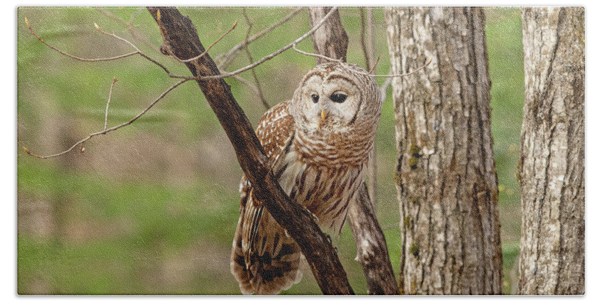 Barred Owl Hand Towel featuring the photograph Perched In the Forest by CR Courson