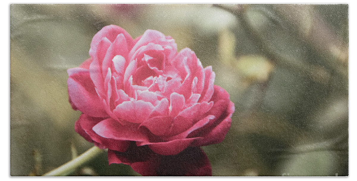Rose Hand Towel featuring the photograph Perfect Petals Colorized Botanical / Nature / Floral Photograph by PIPA Fine Art - Simply Solid