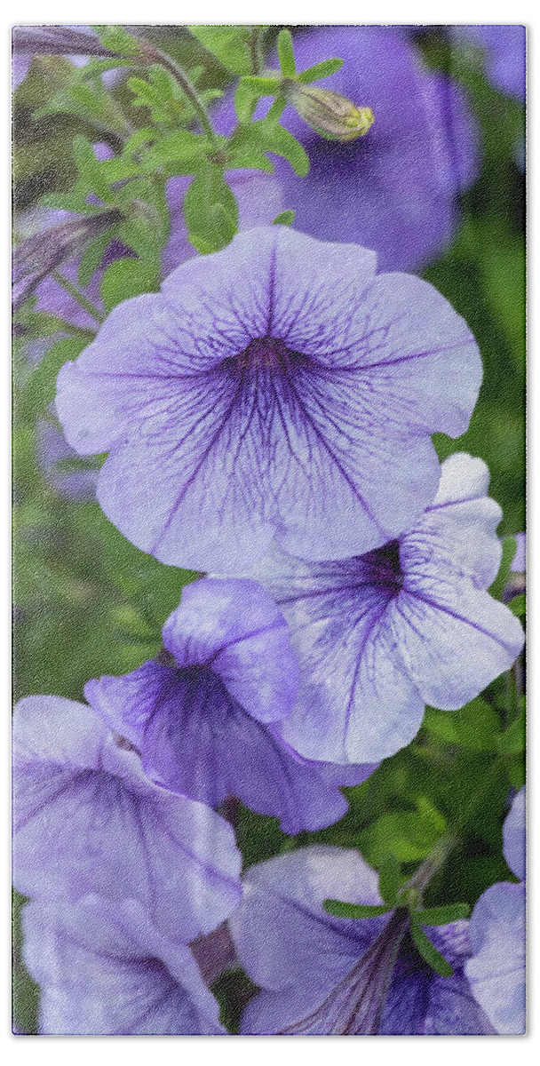 Flower Hand Towel featuring the photograph Petunia Daddy Blue by Dawn Cavalieri