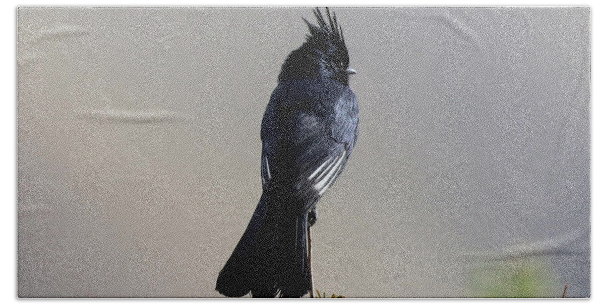 Phainopepla Bath Towel featuring the photograph Phainopepla by Tahmina Watson