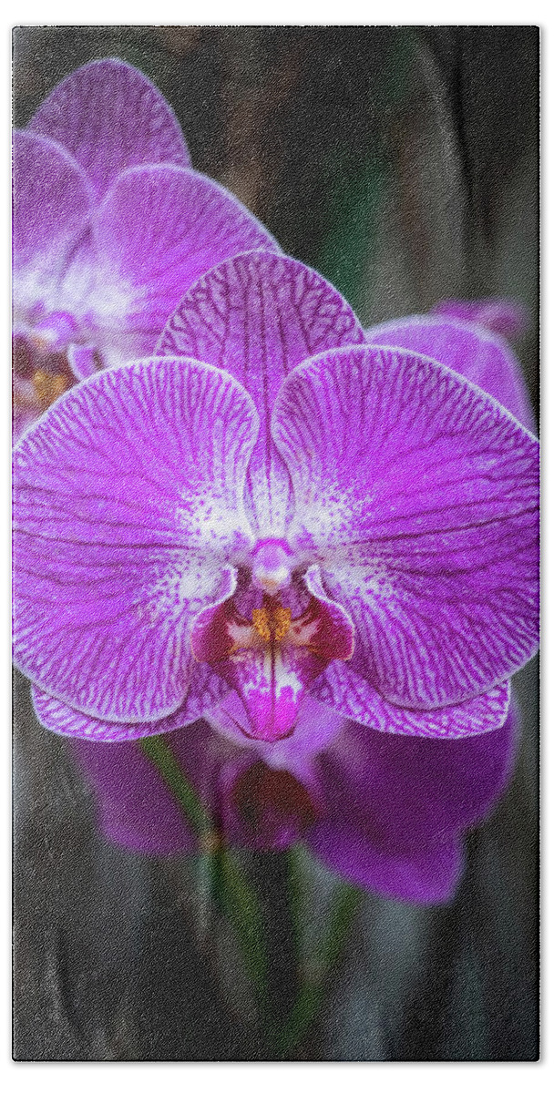 Purple Hand Towel featuring the photograph Phalaenopsis Orchid Purple Flower by Artur Bogacki