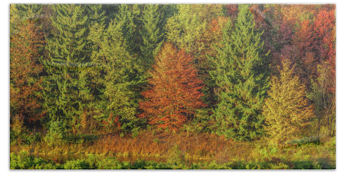 Autumn Bath Towel featuring the photograph Philip's Autumn Trees by Don Nieman