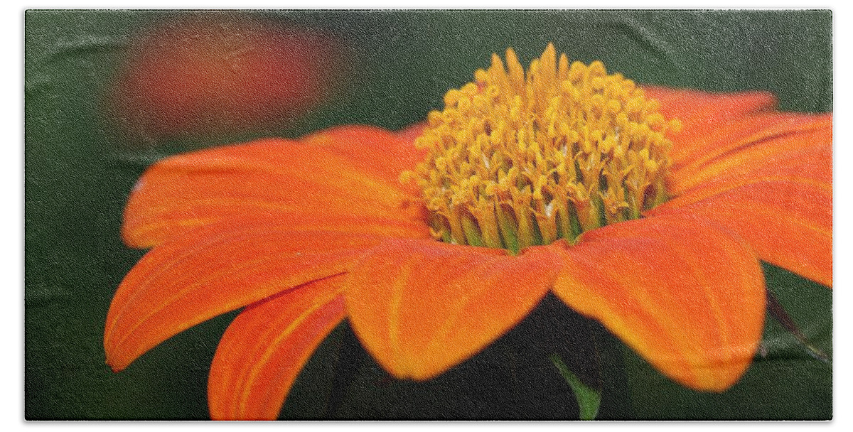Mexican Sunflower Bath Towel featuring the photograph Pie of Nectar by Mingming Jiang