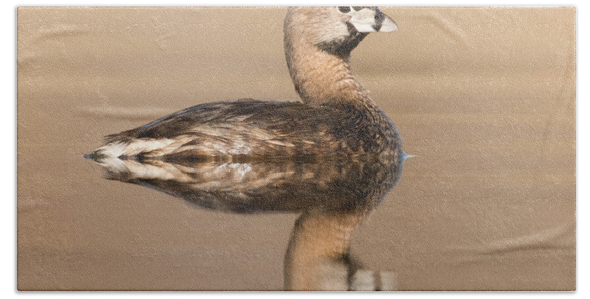 00478567 Hand Towel featuring the photograph Pied-billed Grebe, Michigan by Steve Gettle