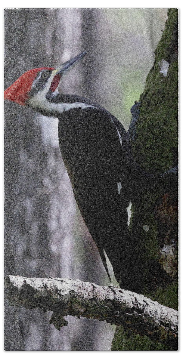 Pileated Woodpecker Bath Towel featuring the photograph Pileated Woodpecker 4 by Mingming Jiang
