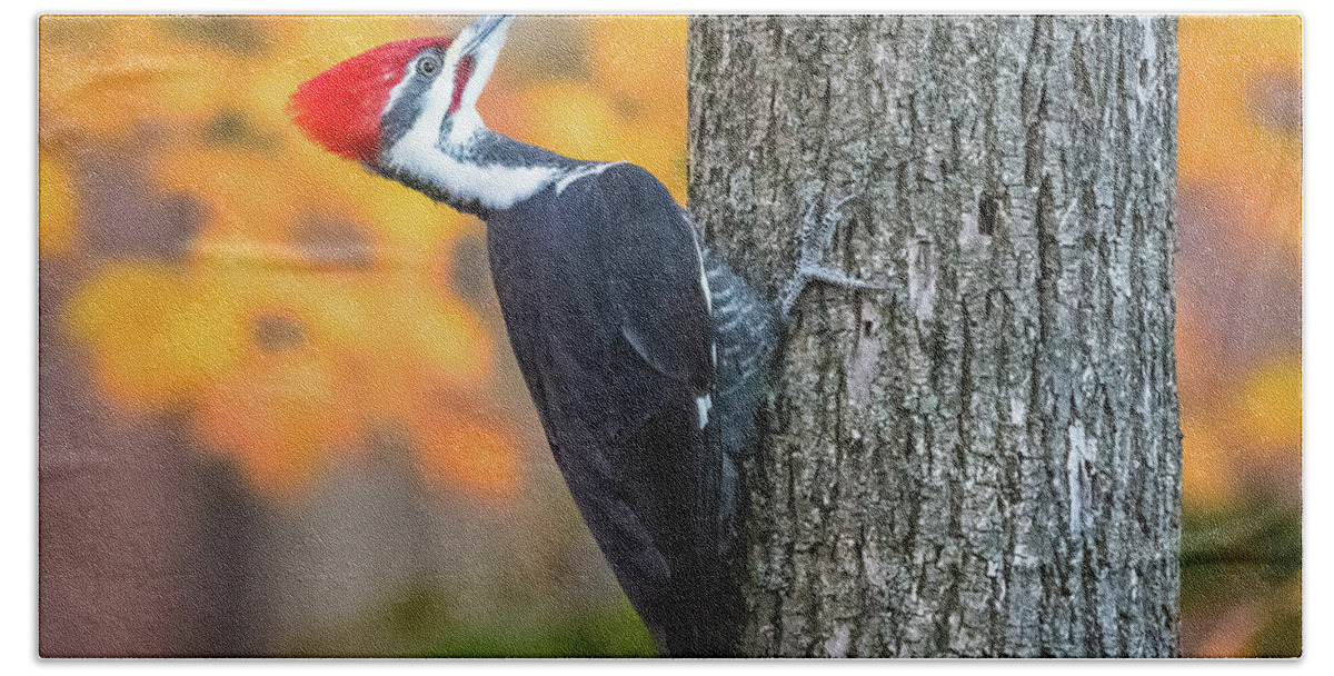 Pileated Woodpecker Hand Towel featuring the photograph Pileated Woodpecker by Alexander Image