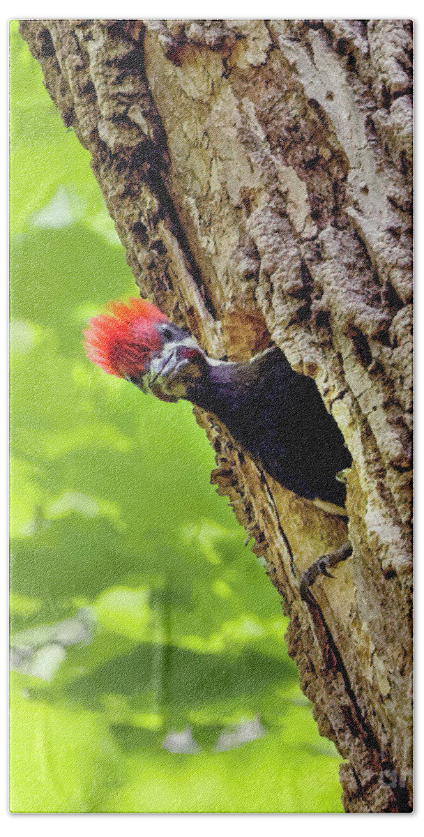 Pileated Woodpecker Chick Bath Towel featuring the photograph Pileated Woodpecker Chick by Sandra Rust