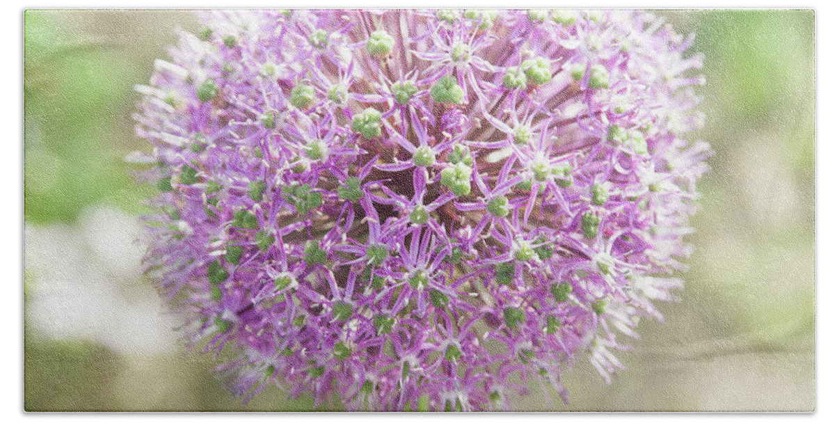 Allium Bath Towel featuring the photograph Pink allium flower with a soft background by Jean-Luc Farges