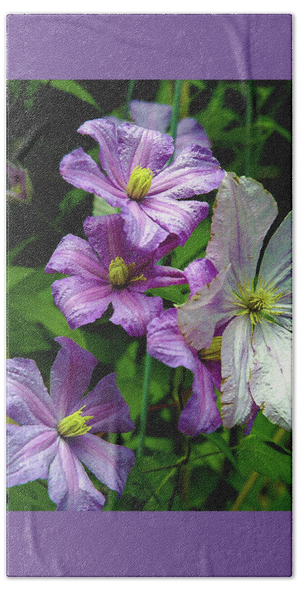 Clematis Bath Towel featuring the photograph Pink and white Clematis Flowers Photograph by Louis Dallara