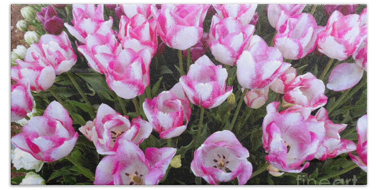 Tulips Hand Towel featuring the photograph Pink and White by Scott Cameron