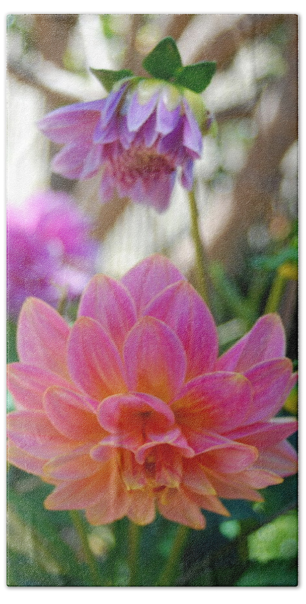 Dahlia Bath Towel featuring the photograph Pink and Yellow Dahlias 1 by Amy Fose
