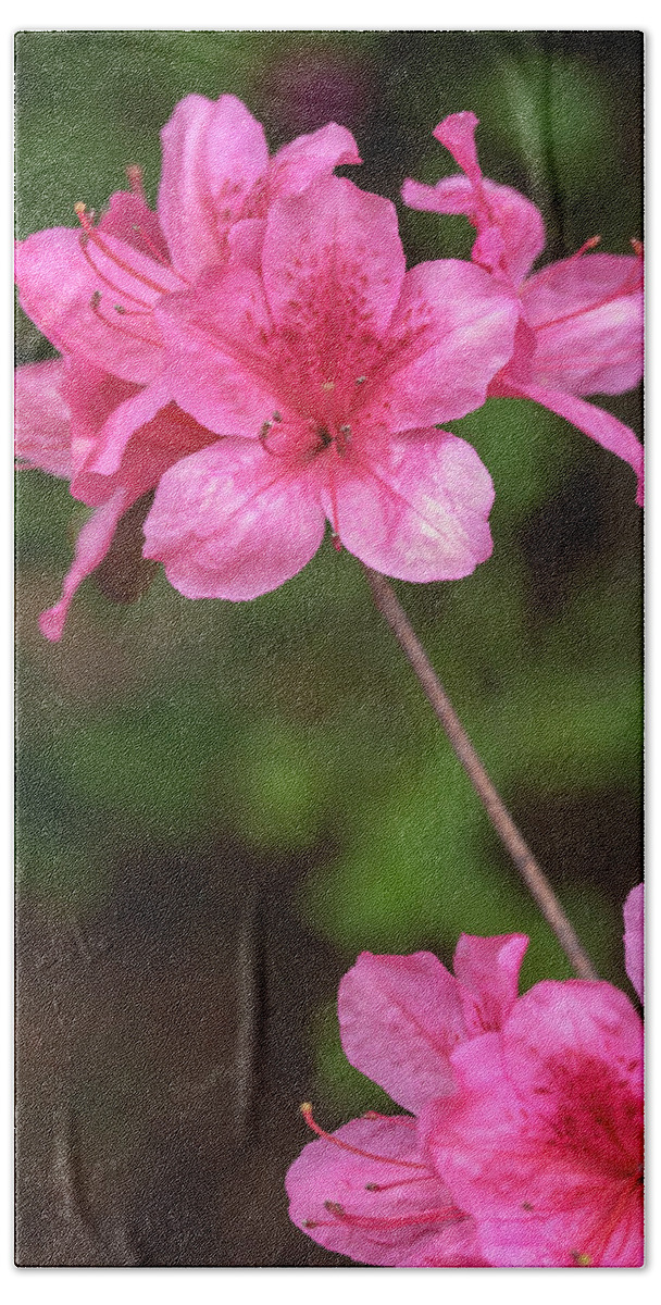 Flower Hand Towel featuring the photograph Pink Azaleas by Dawn Cavalieri