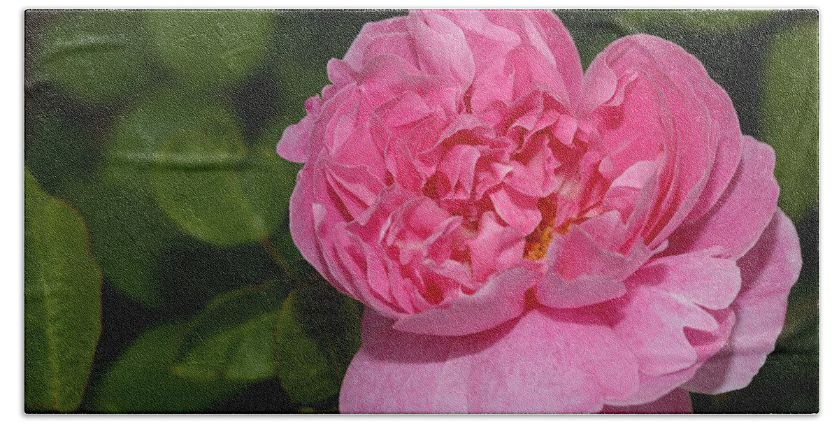 Rose Bath Towel featuring the photograph Pink Beauty II by Mingming Jiang