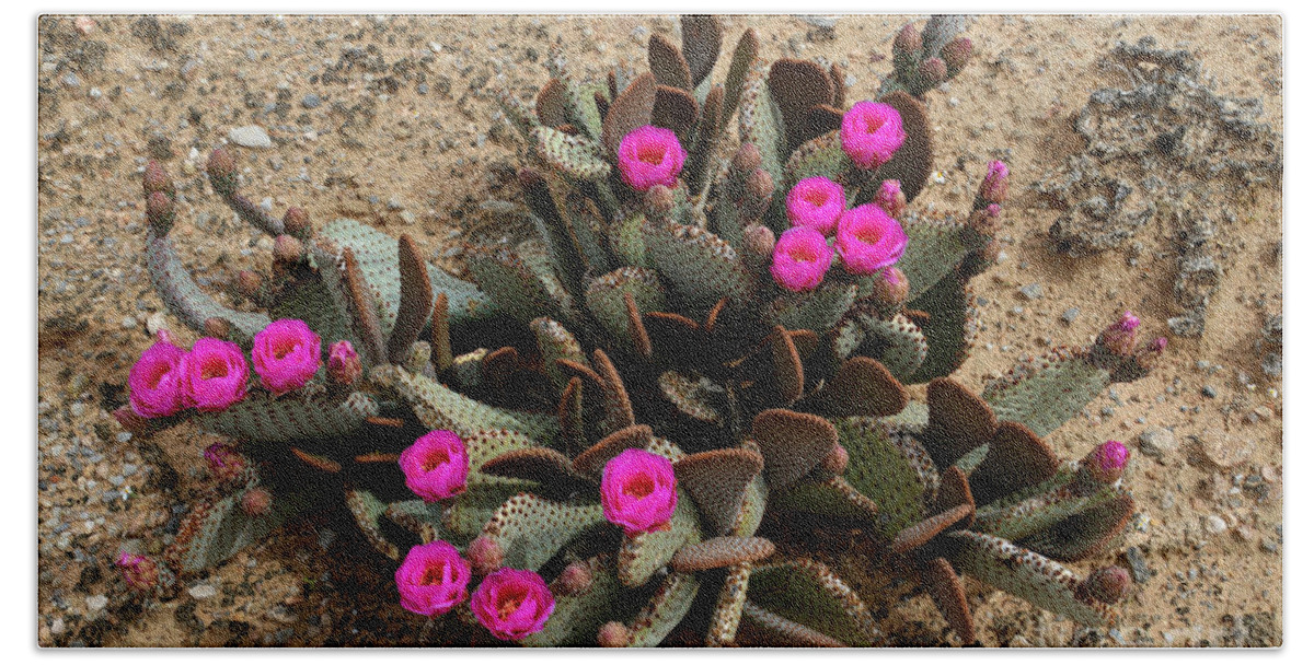 Denise Bruchman Photography Bath Towel featuring the photograph Pink Beavertail Cactus Flowers by Denise Bruchman