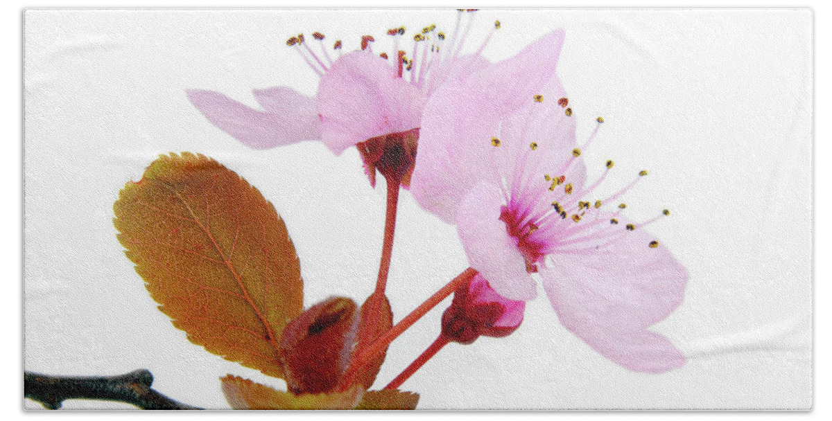 Cherry Bath Towel featuring the photograph Pink Blossom On Twig Isolated On White by Severija Kirilovaite