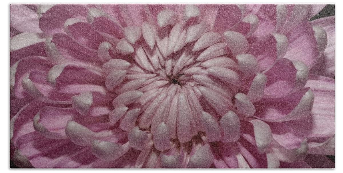 Chrysanthemum Bath Towel featuring the photograph Pink Chrysanthemum 3 by Mingming Jiang