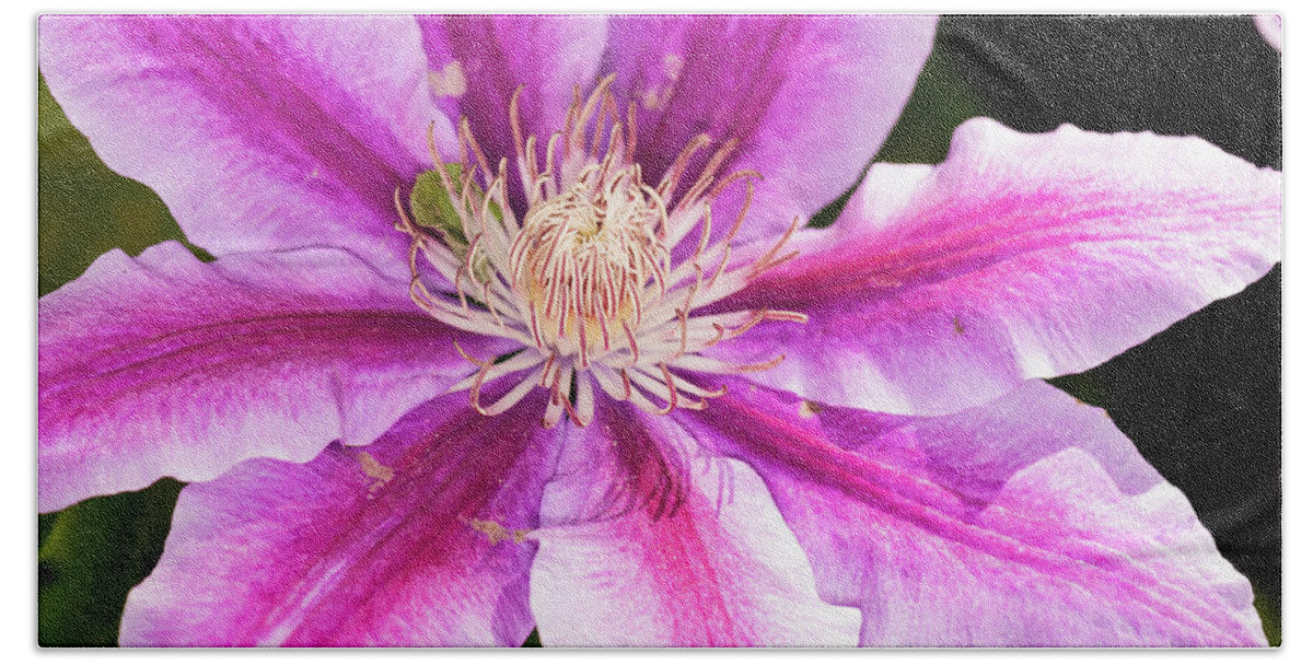Clematis Bath Towel featuring the photograph Pink Clematis Flower Photograph by Louis Dallara