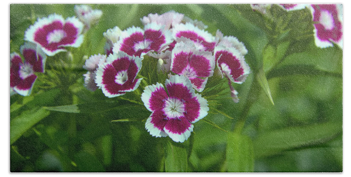 Bloom Hand Towel featuring the photograph Pink Dianthus by Loyd Towe Photography