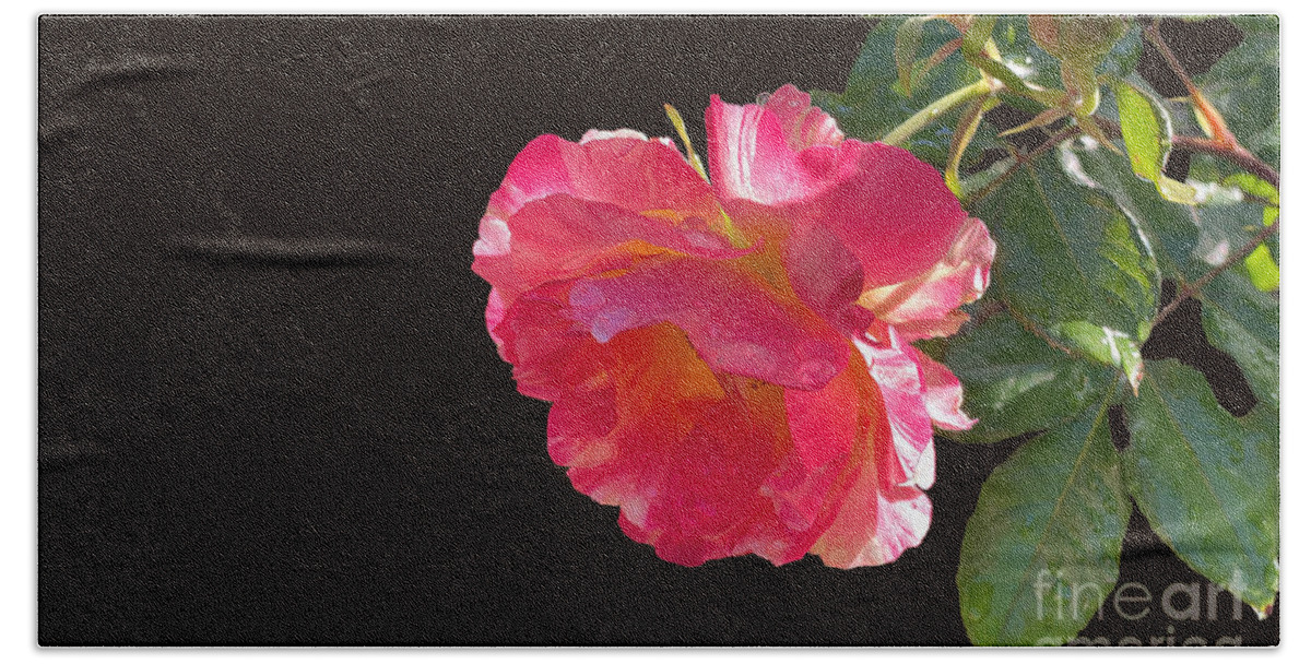 Roses Bath Towel featuring the photograph Pink Disney Rose out of black by Brian Watt