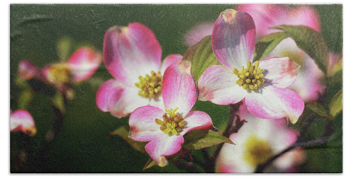 Pink Dogwood Hand Towel featuring the photograph Pink Dogwood Blossoms by Susan Rissi Tregoning