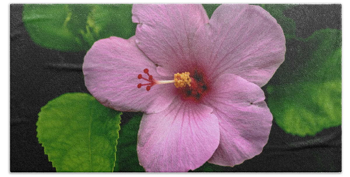 Hibiscus Hand Towel featuring the photograph Pink Hibiscus by Debra Kewley