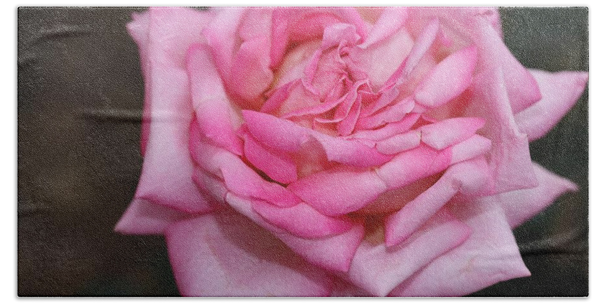Rose Bath Towel featuring the photograph Pink Layers by Mingming Jiang