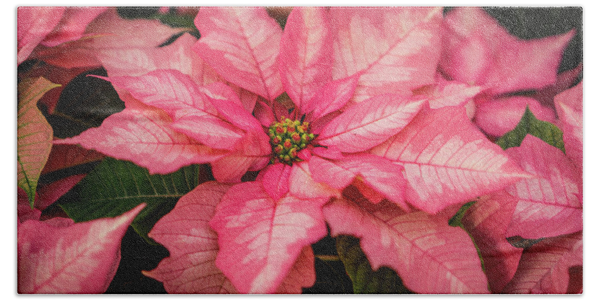 Poinsettia Hand Towel featuring the photograph Pink Poinsettia Closeup by Ann Moore