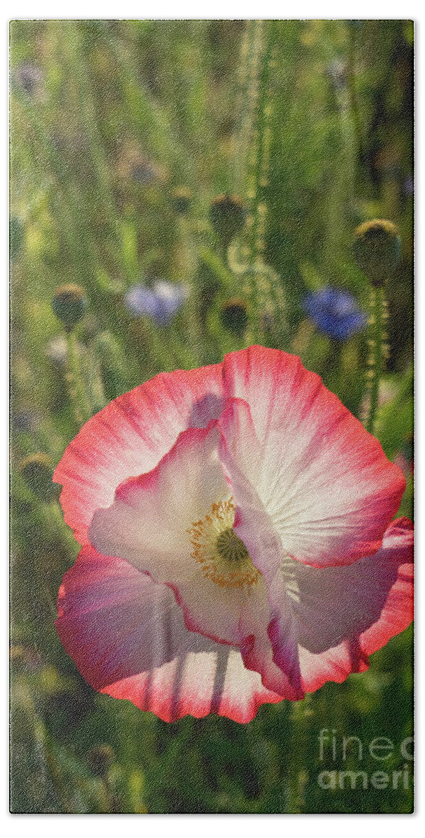 Poppy Bath Towel featuring the photograph Poppy blossom in the sunlight by Adriana Mueller