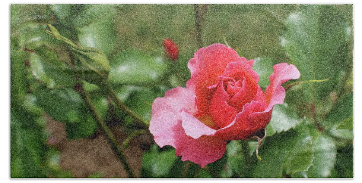 Pink Bath Towel featuring the photograph Pink Rose Close Up by Kathy Pope