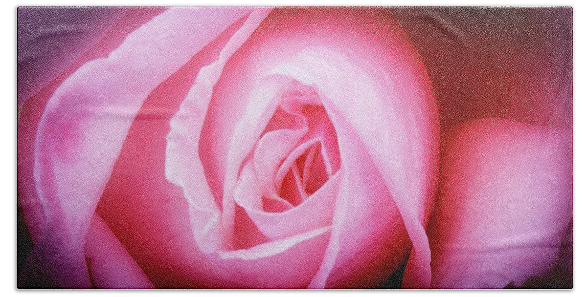 Pink Rose Bath Towel featuring the photograph Pink Rose by David Morehead