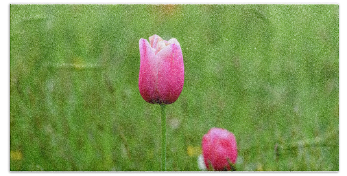 Tulip Hand Towel featuring the photograph Pink Tulip by Andrew Lalchan