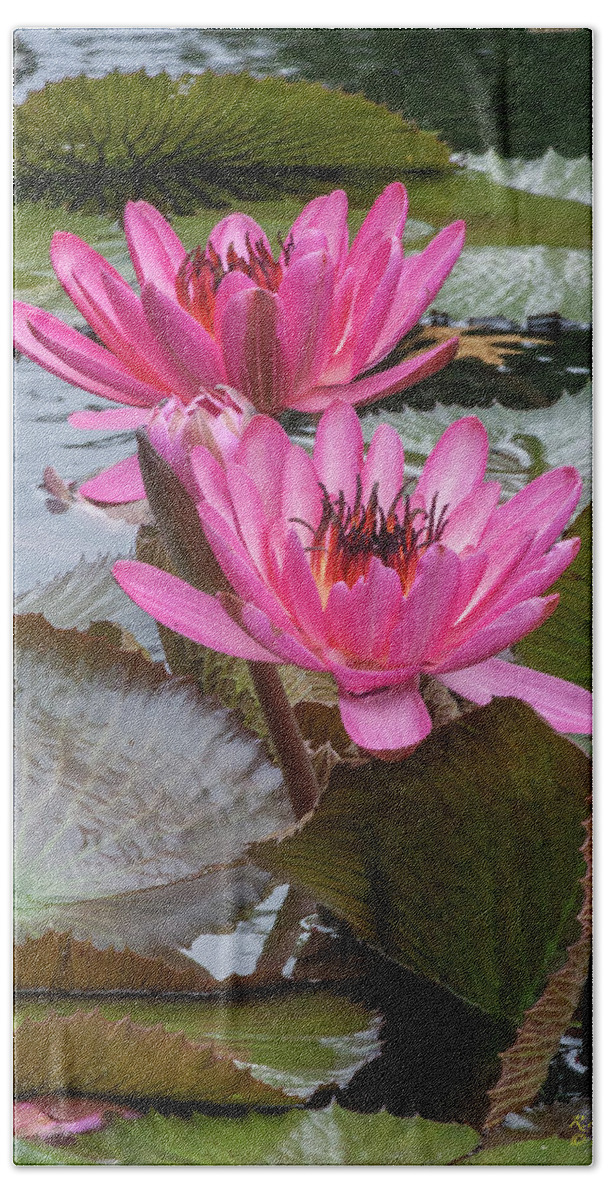 Nature Bath Towel featuring the photograph Pink Water Lilies by Robert Bolla