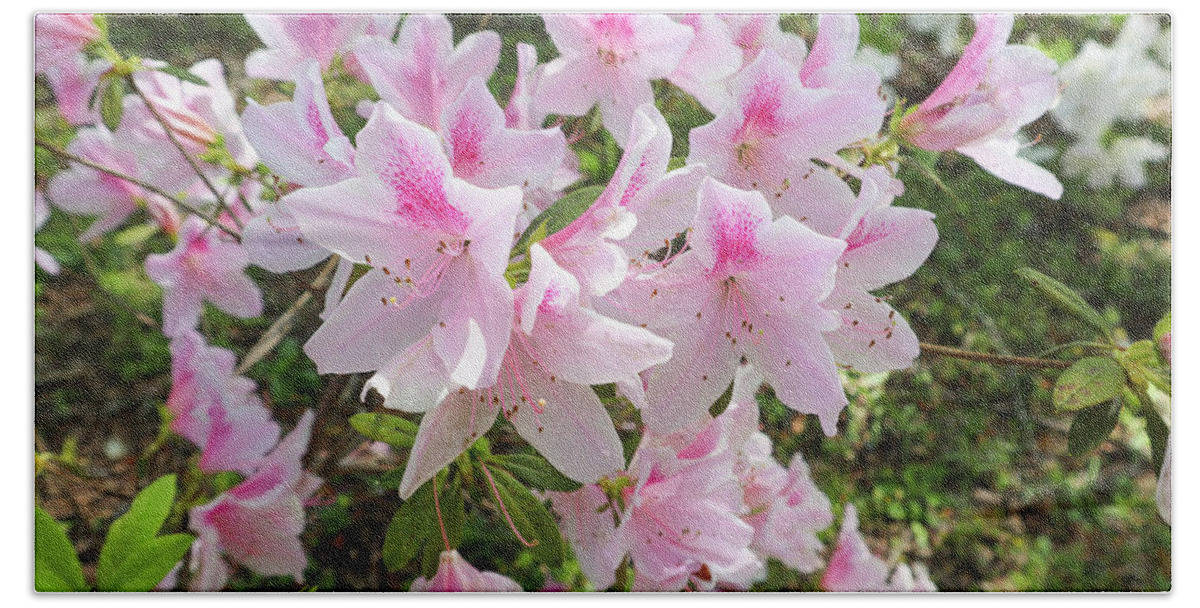 Just Some Pink And White Azalea Harmony I Recently Shot In My Backyard In Macon Bath Towel featuring the photograph Pink White Azalea Tranquility by Ed Williams