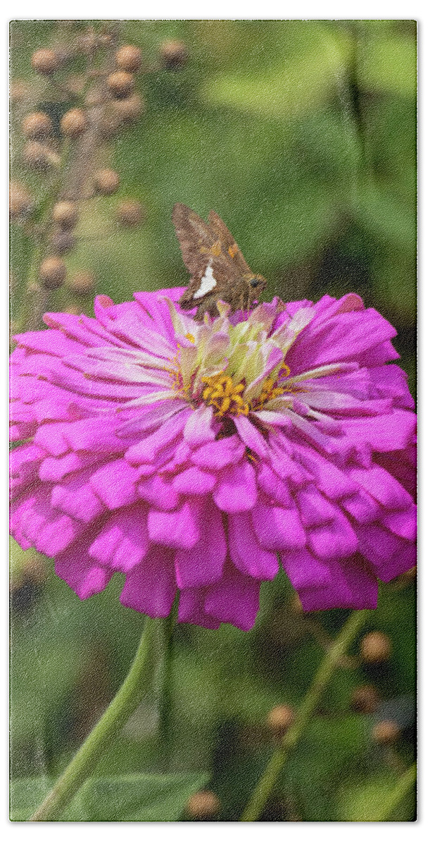 Flower Hand Towel featuring the photograph Silver-Spotted Skipper on Zinnia by Dawn Cavalieri