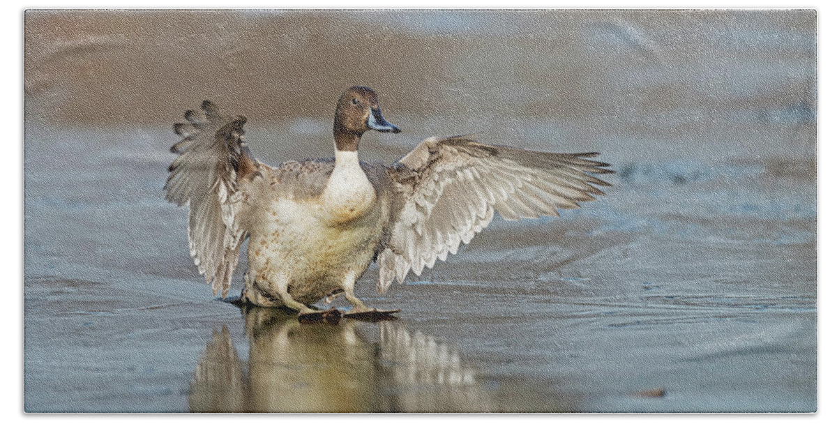 Pintail Bath Towel featuring the photograph Pintail ice landing by Terry Dadswell