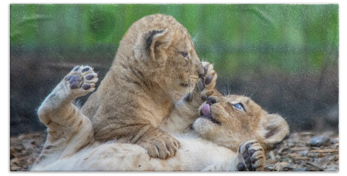 Lions Bath Towel featuring the photograph Playful Lion Cubs by Gareth Parkes