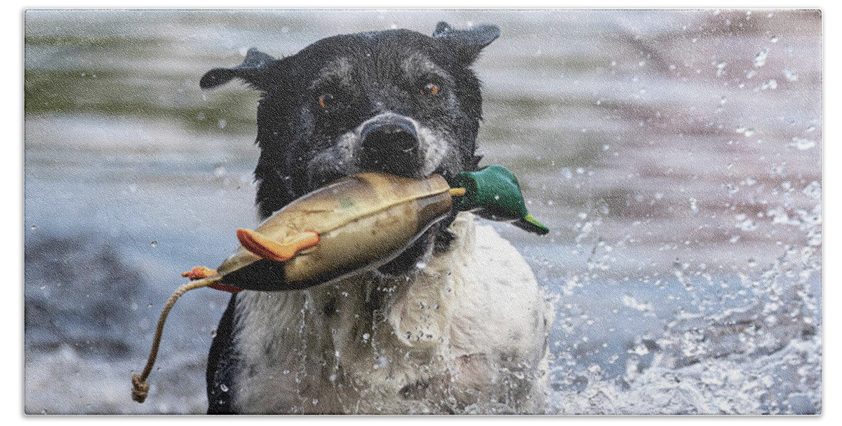 Hound Hand Towel featuring the photograph Playful Pup Retrieving Decoy by Denise Kopko