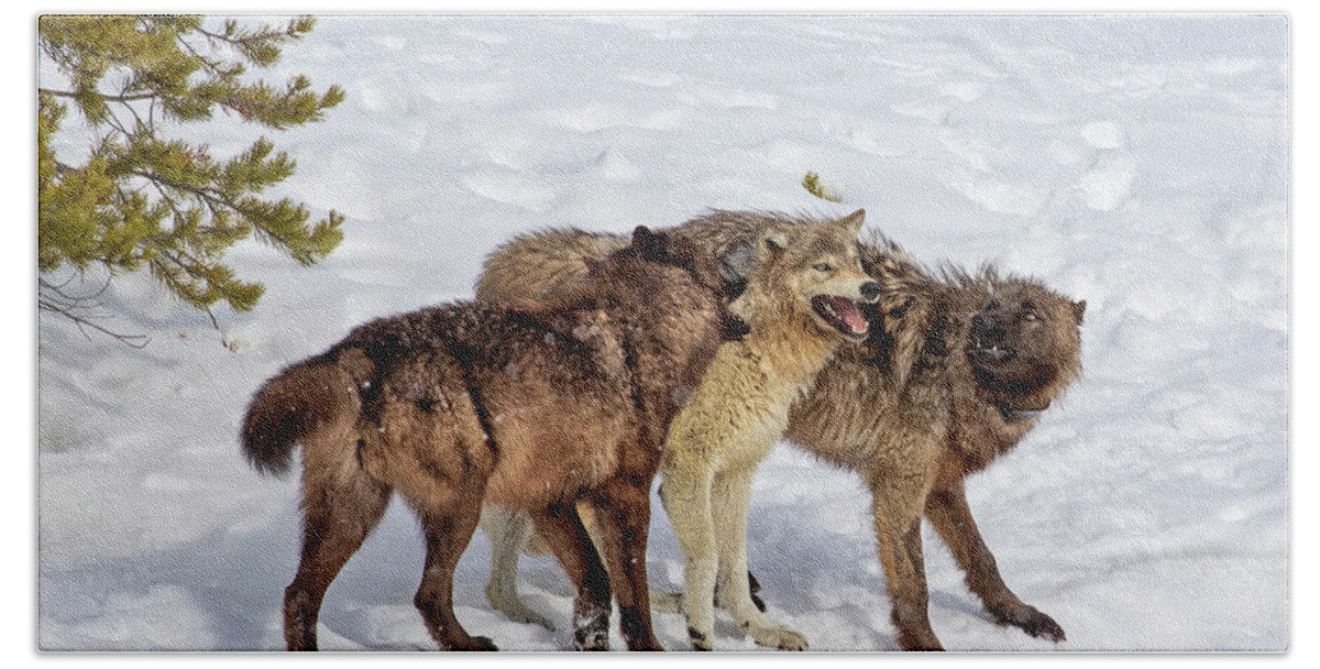 Wolf Hand Towel featuring the photograph Playful Wapiti Wolves by Mark Miller