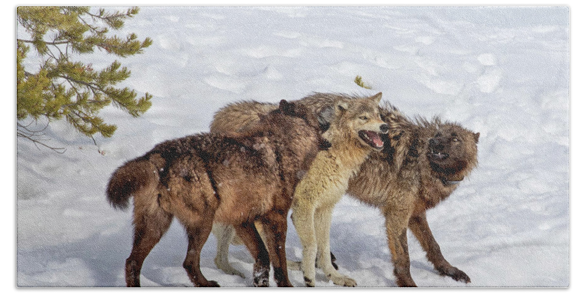 Wolf Bath Towel featuring the photograph Playful Wapiti Wolves by Mark Miller