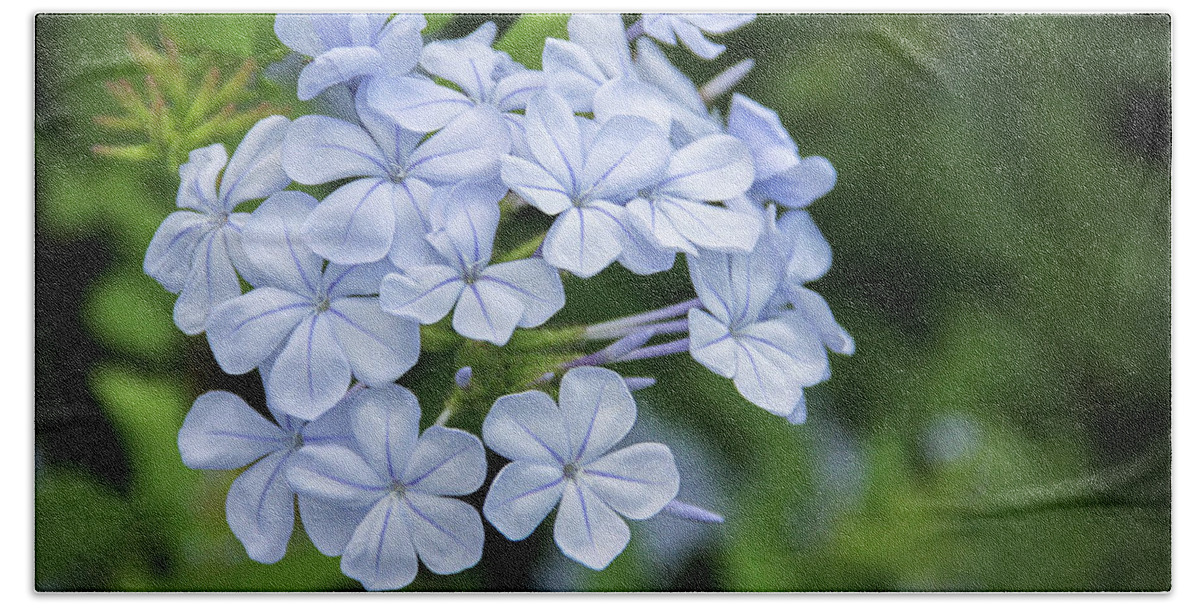 Blossom Bath Towel featuring the photograph Plumbago on a Fence by Robert Carter