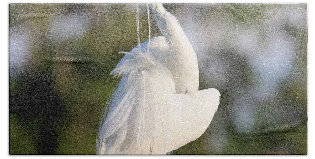 Great Egret Bath Towel featuring the photograph Pluming Feathers One at a Time by Mingming Jiang