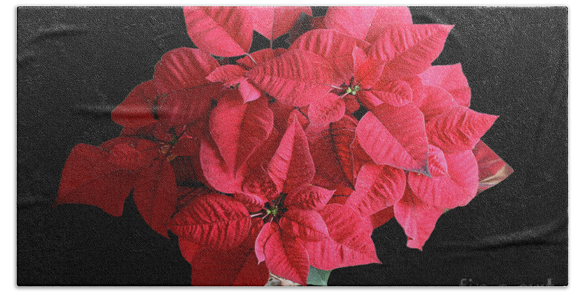 Nature Hand Towel featuring the photograph Poinsettias by Mariarosa Rockefeller