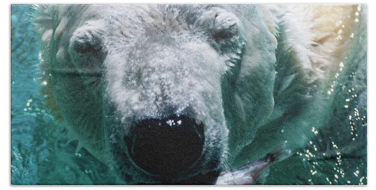 Polar Bear Portrait Bath Towel featuring the photograph Polar Bear Portrait 001 by Flees Photos