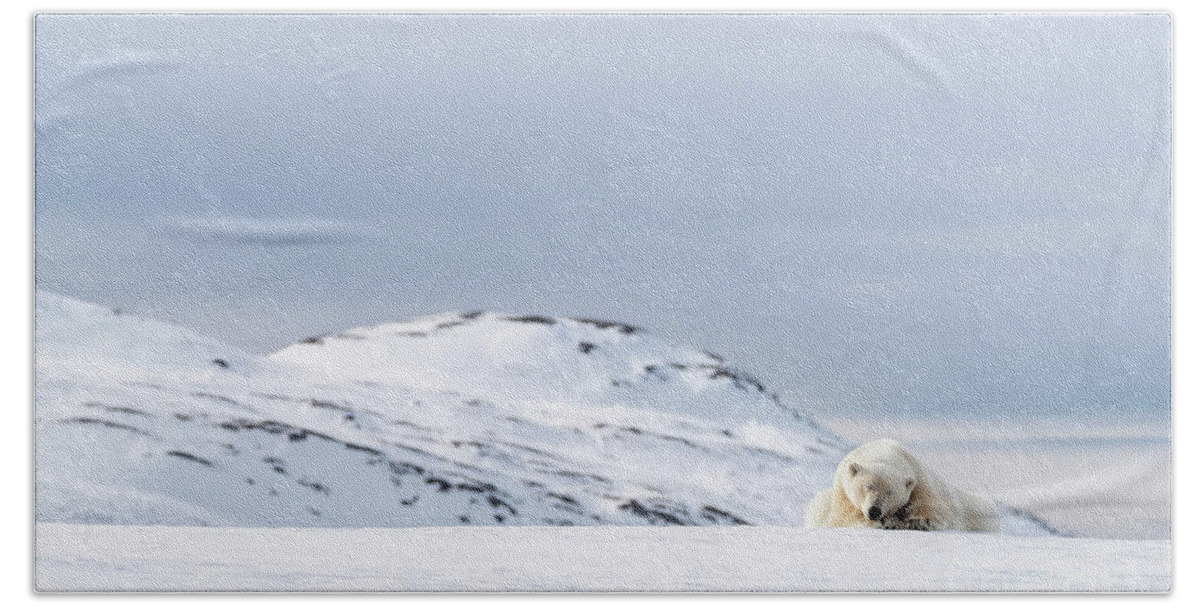 Polar Bath Towel featuring the photograph Polar bear resting on the snow in Svalbard by Jane Rix