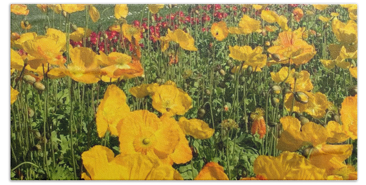 San Francisco Bath Towel featuring the photograph Poppies Golden Gate Park by Amelia Racca