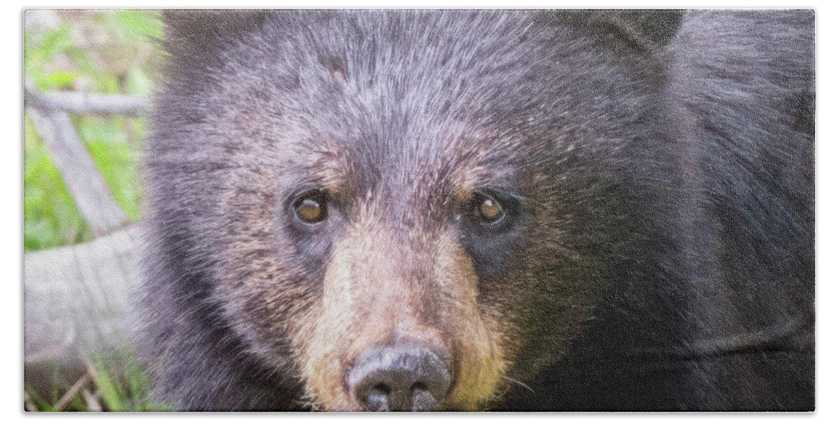 Bear Cub Hand Towel featuring the photograph Portrait of a Black Bear Cub by Jack Bell