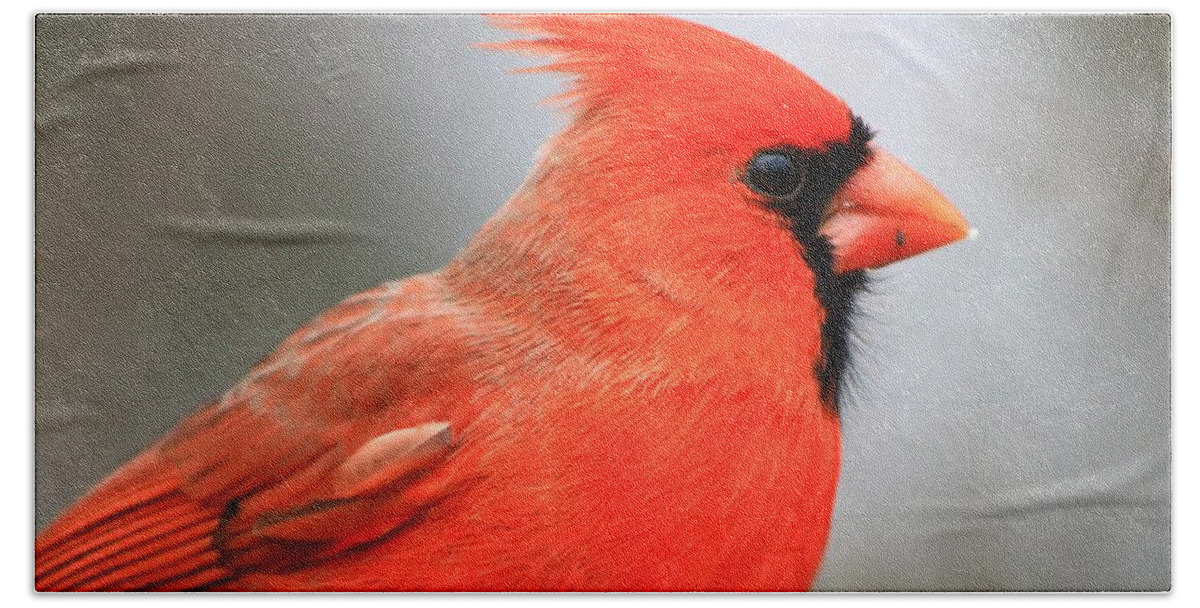 Birds Wildlife Nature Bath Towel featuring the photograph Portrait of a Cardinal by Mary Walchuck