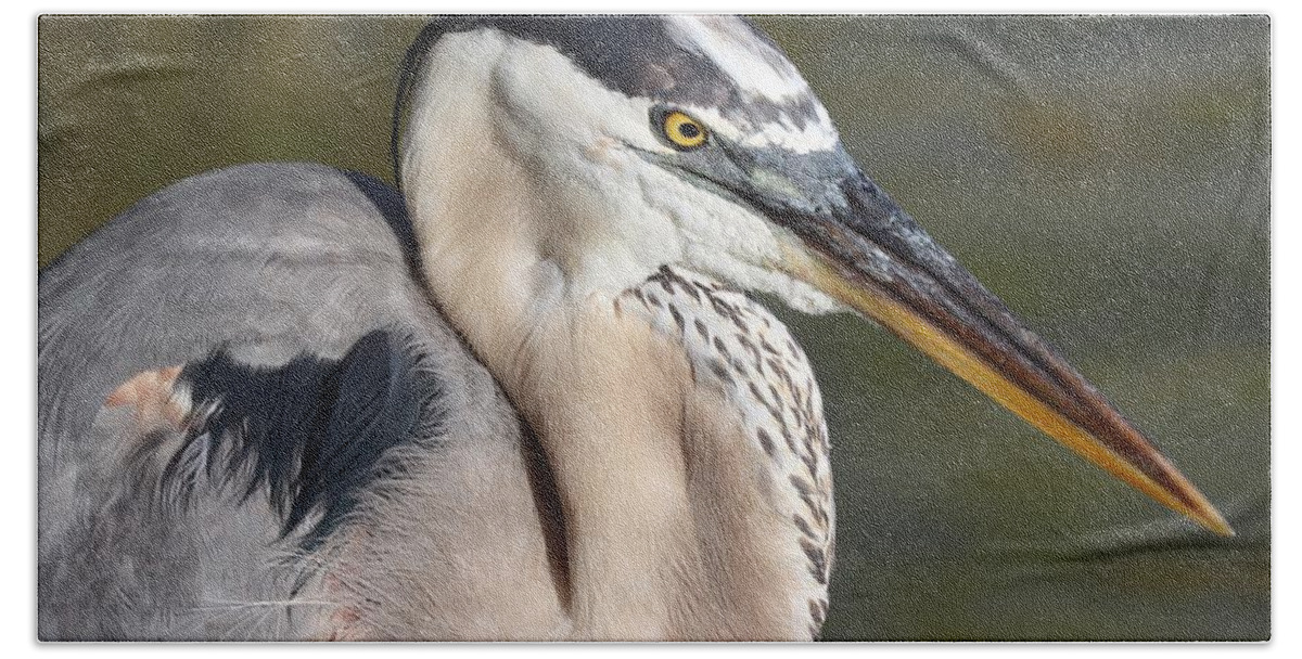 Blue Heron Bath Towel featuring the photograph Portrait of a Great Blue Heron by Mingming Jiang