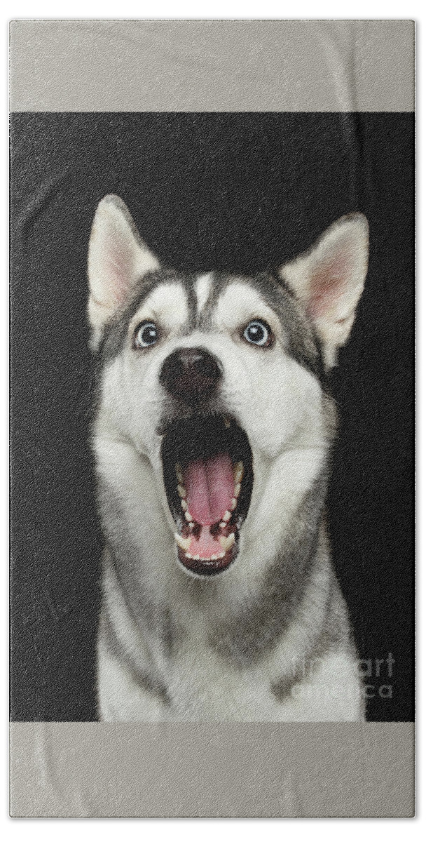 Dog Bath Sheet featuring the photograph Portrait of Amazement Siberian Husky by Sergey Taran
