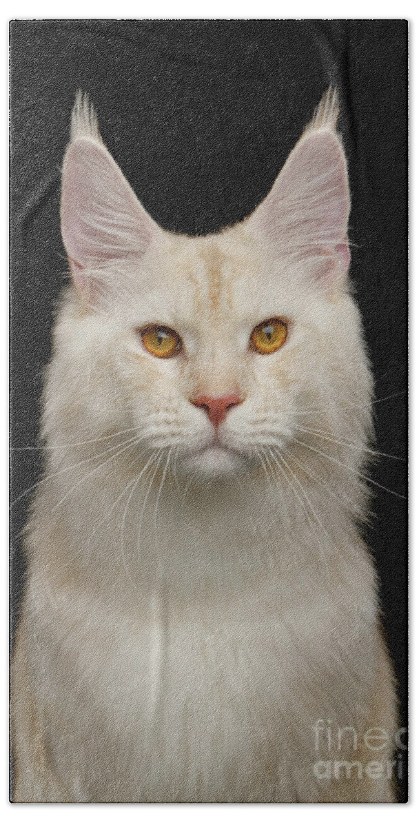 Cat Hand Towel featuring the photograph Portrait of Huge Maine Coon by Sergey Taran